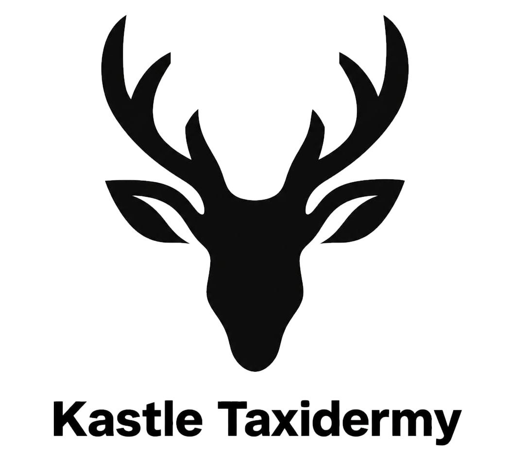 Kastle Taxidermy logo