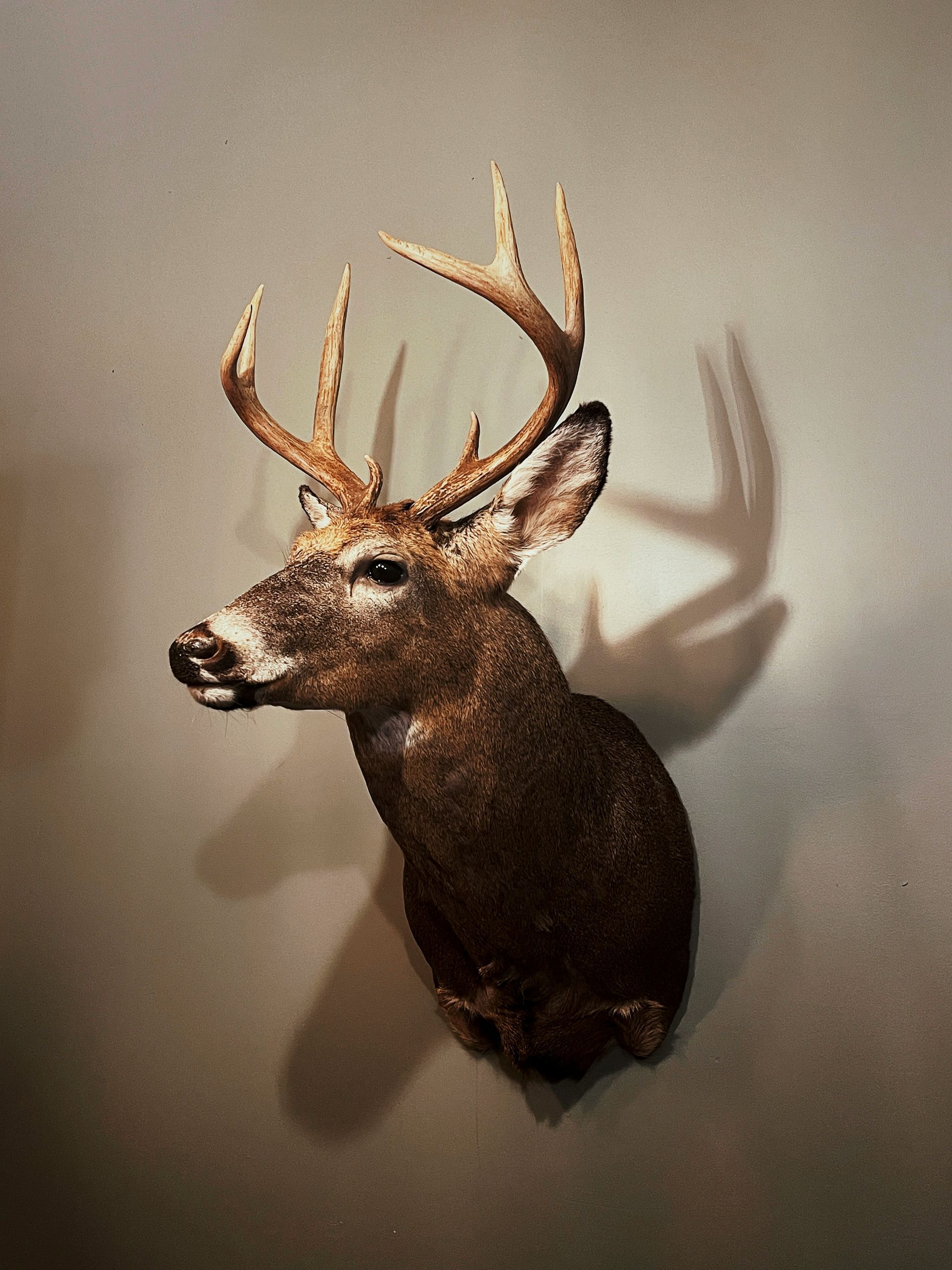 brown deer head mount on white wall